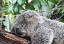 만성피로, 단순한 피로 아냐… 원인과 관리법 알아보기 koala bear sleeping on tree