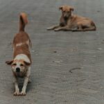 “필라테스, 현대인의 몸과 마음을 깨우다… 일상 속 실천팁” a couple of dogs that are standing in the street