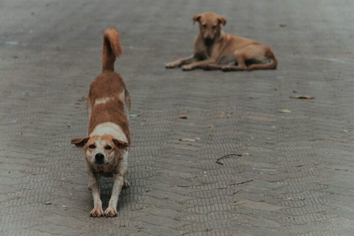 Photo by Cthrough a couple of dogs that are standing in the street