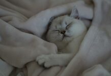 ‘잘 자야 잘 산다’… 한국인의 수면 건강, 생활 속 혁신 팁은? a white cat is sleeping on a blanket