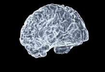 뇌도 매일 관리하는 시대…일상 속 ‘브레인 케어’ 실천법 a close up of a human brain on a black background